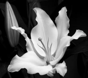 lily painting with light