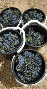 20160128_154612-1_resized buckets of handpicked grapes